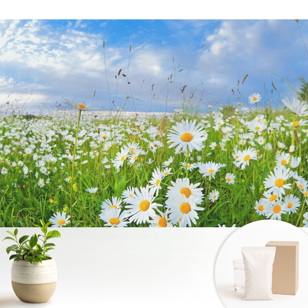 Tapeta do obývačky Kvitnúca lúka v lete