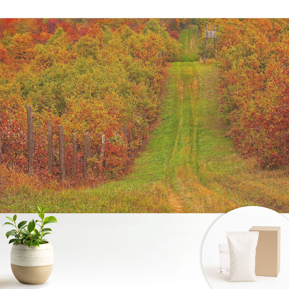 Tapeta na stenu Jesenná cesta medzi farebnými stromami