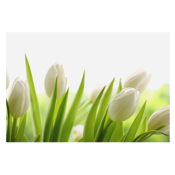 Tapeta do obývačky s jemným vzorom bielych tulipánov v modernom elegantnom štýle