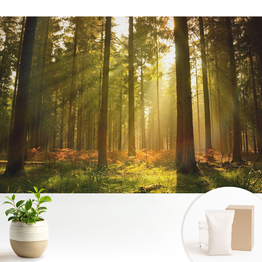 Tapeta na stenu Slnečný les ráno
