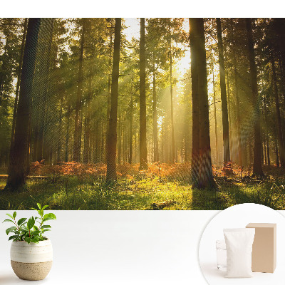 Tapeta na stenu Slnečný les ráno