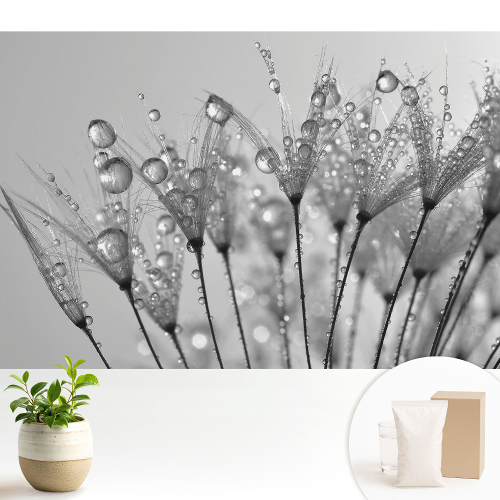 Tapeta do obývačky Kvapky na semienkach púpavy