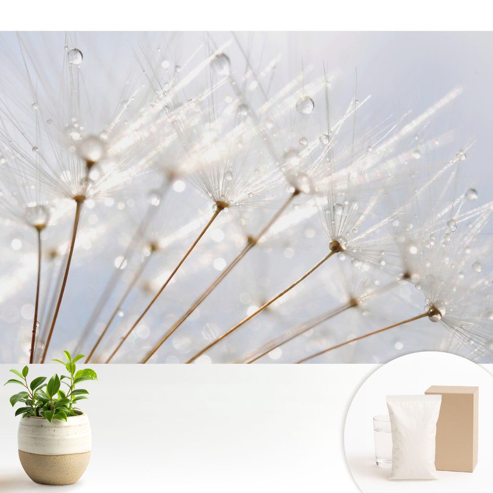 Tapeta Púpava s kvapkami rosy