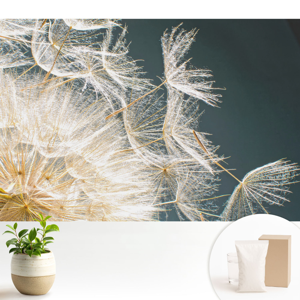 Tapeta do obývačky Éterické semená krehkej púpavy