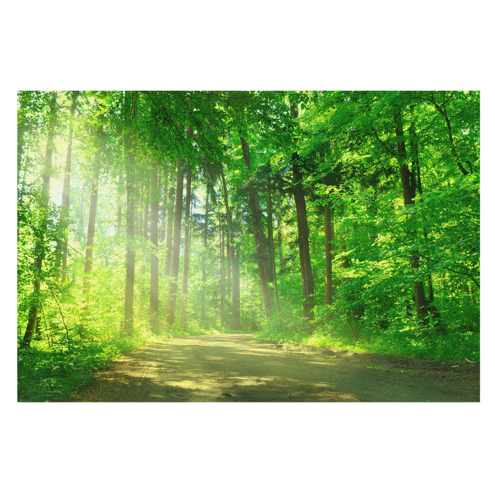 Tapeta so vzorom zeleného lesa so slnkom pre pokojné prostredie
