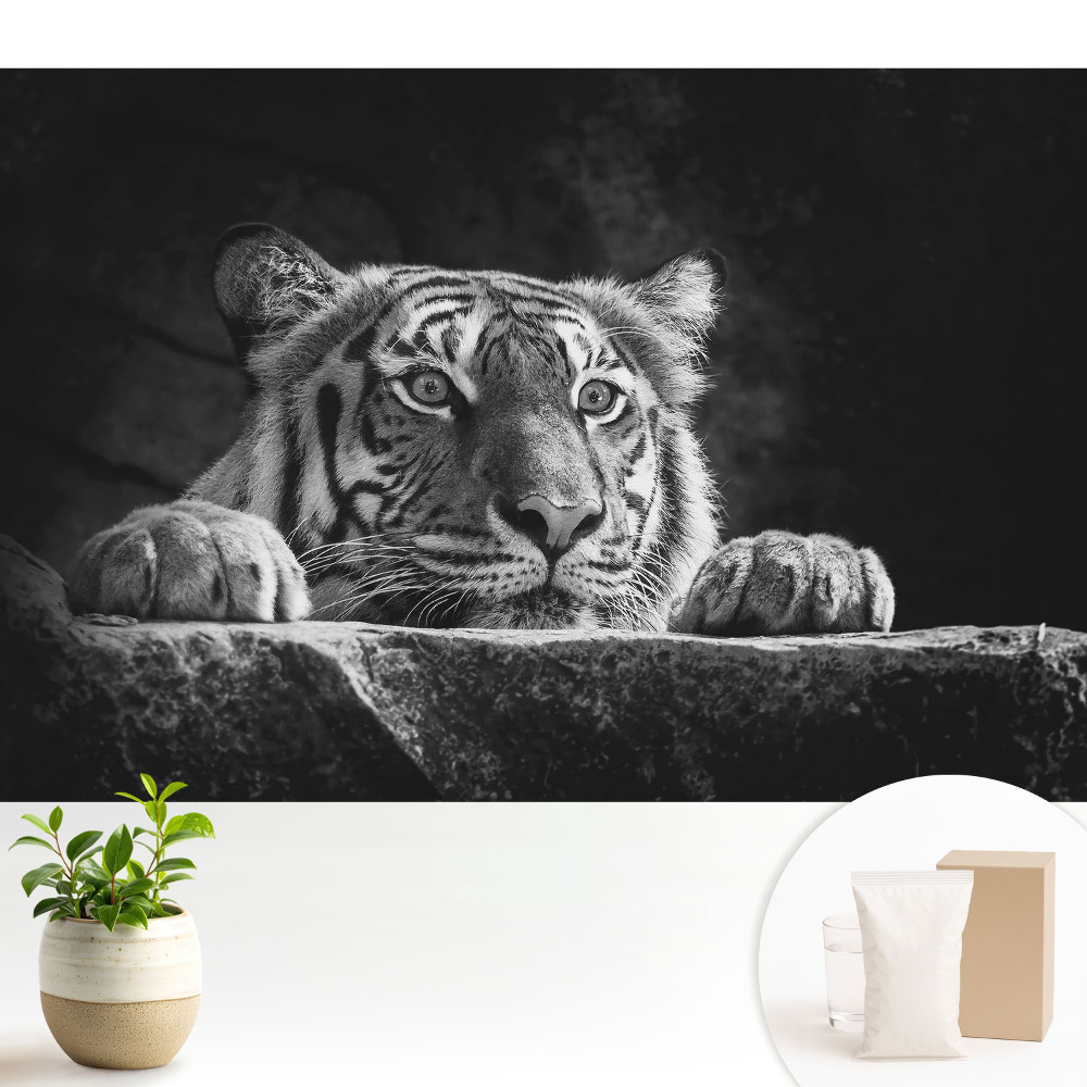 Tapeta na stenu Tiger v čiernej a bielej farbe