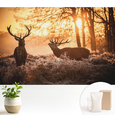Tapeta do obývačky Jesenný jeleň vo svetle východu slnka