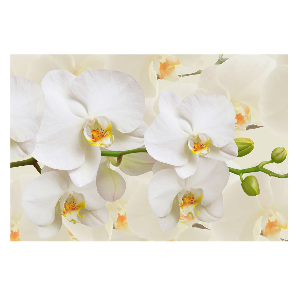 Tapeta na stenu s motívom bielych orchideí v modernom štýle, ktorá pôsobí sviežo