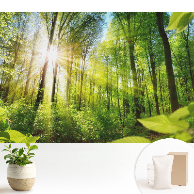 Luxusná tapeta Energia slnečného žiarenia v lesnej krajine.