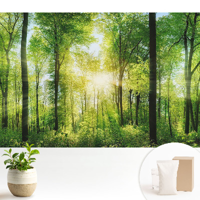 Tapeta Zelený les v slnečných lúčoch