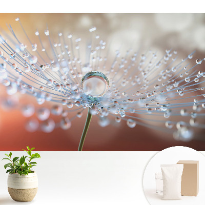 Tapeta Priehľadná kvapka na vláknach púpavy