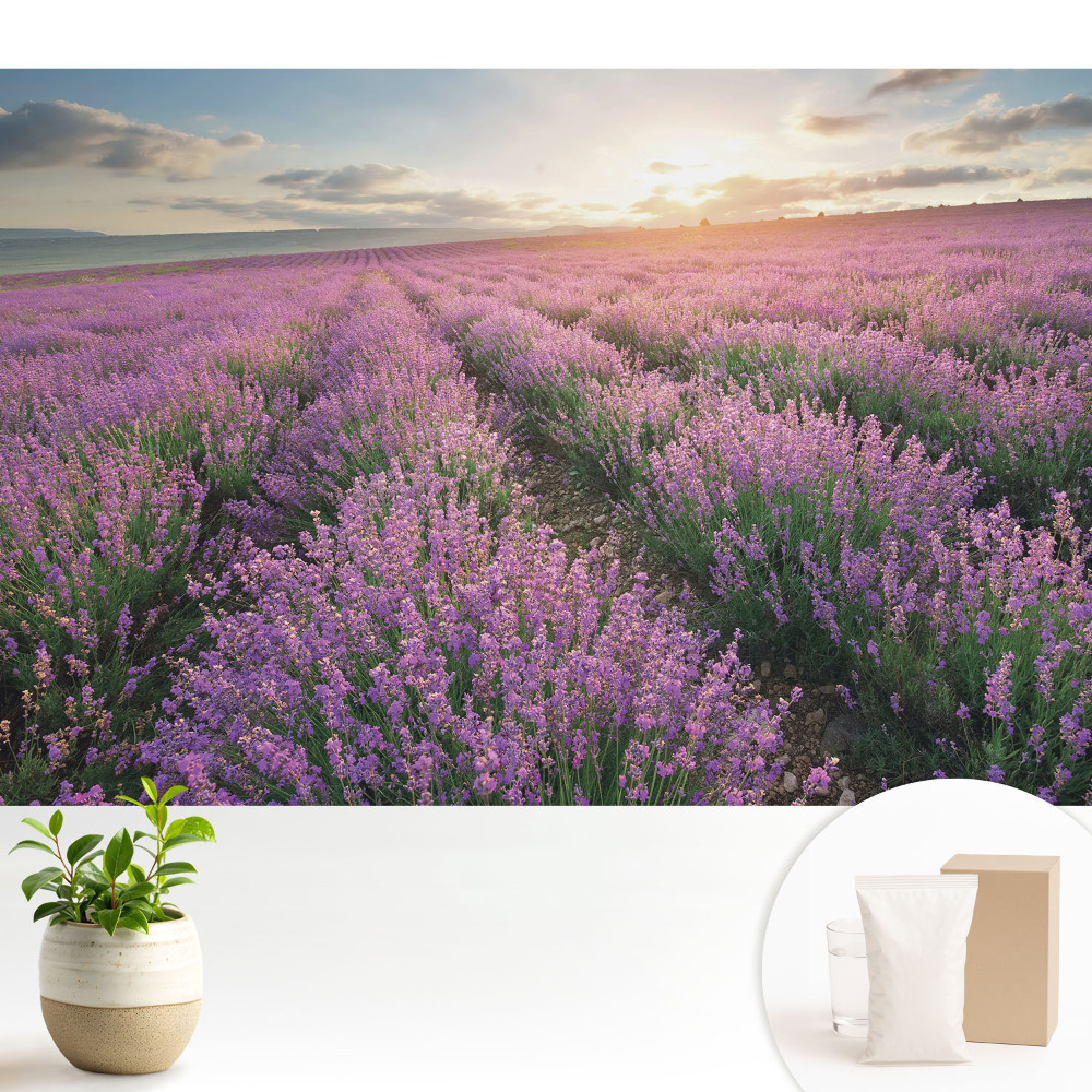 Tapeta na stenu Fialový levanduľový západ slnka