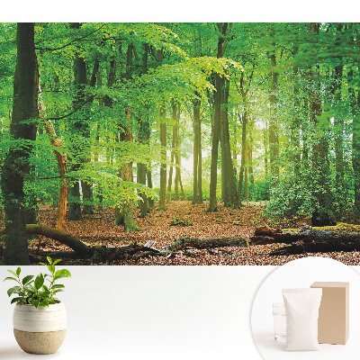 Tapeta s motívom lesnej krajiny so slnečnými lúčmi