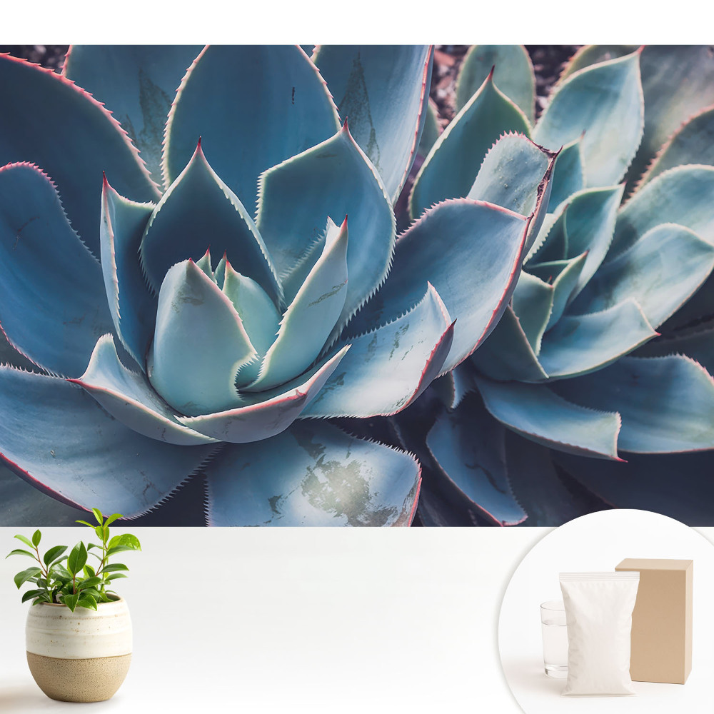 Tapeta do obývačky Sukulentné listy tvoria symetriu minimalizmu