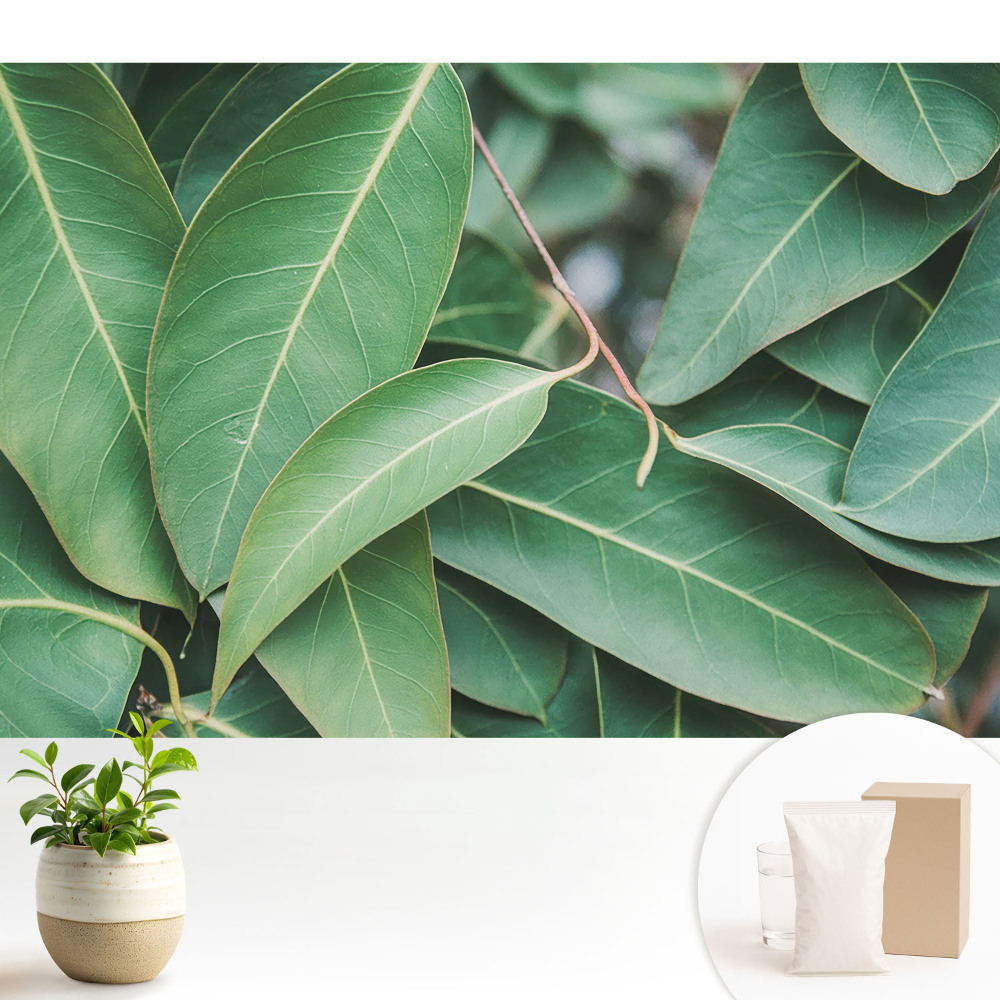 Tapeta Harmónia minimalistického štýlu so zelenými listami