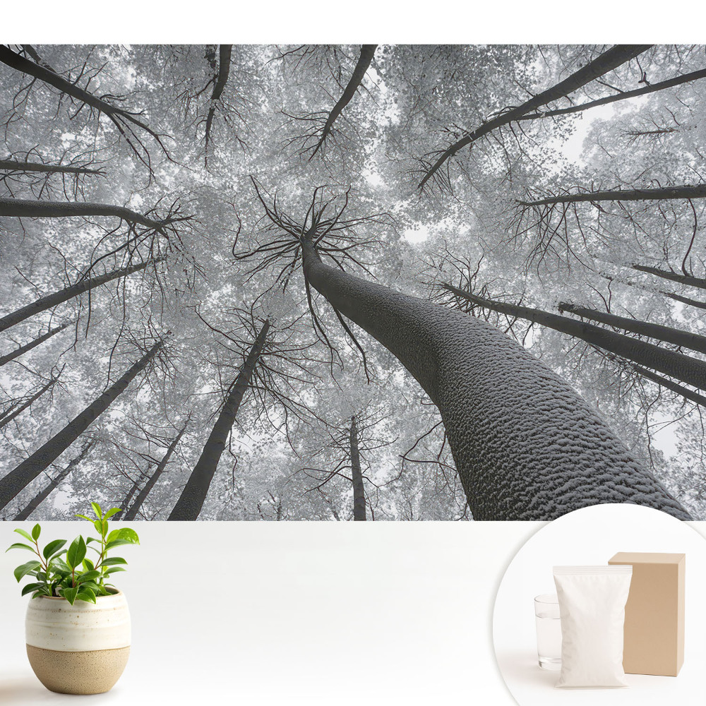 Luxusná tapeta Zimný les zdola