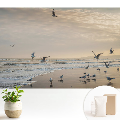 Tapeta na stenu s motívom čajok na pobreží pri západe slnka