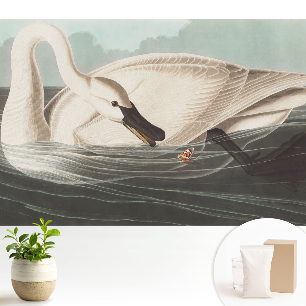 Tapeta Labuť na vodnej hladine