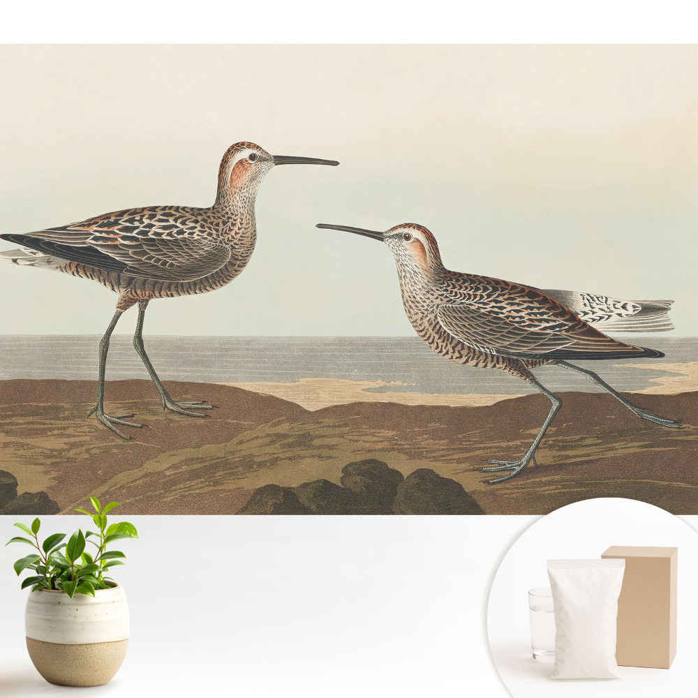 Tapeta Dva vtáky na brehu mora