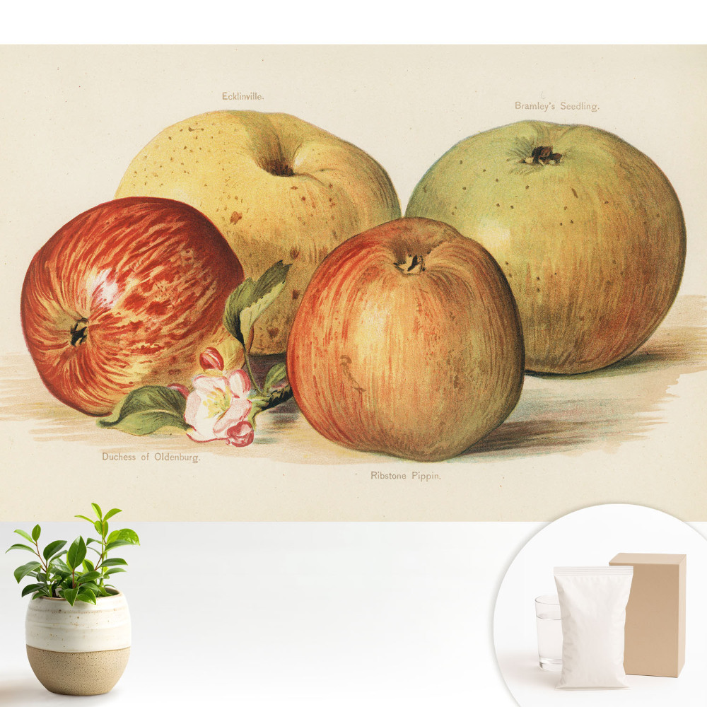 Tapeta do obývačky Štyri jablká, jabloňový kvet, klasický štýl