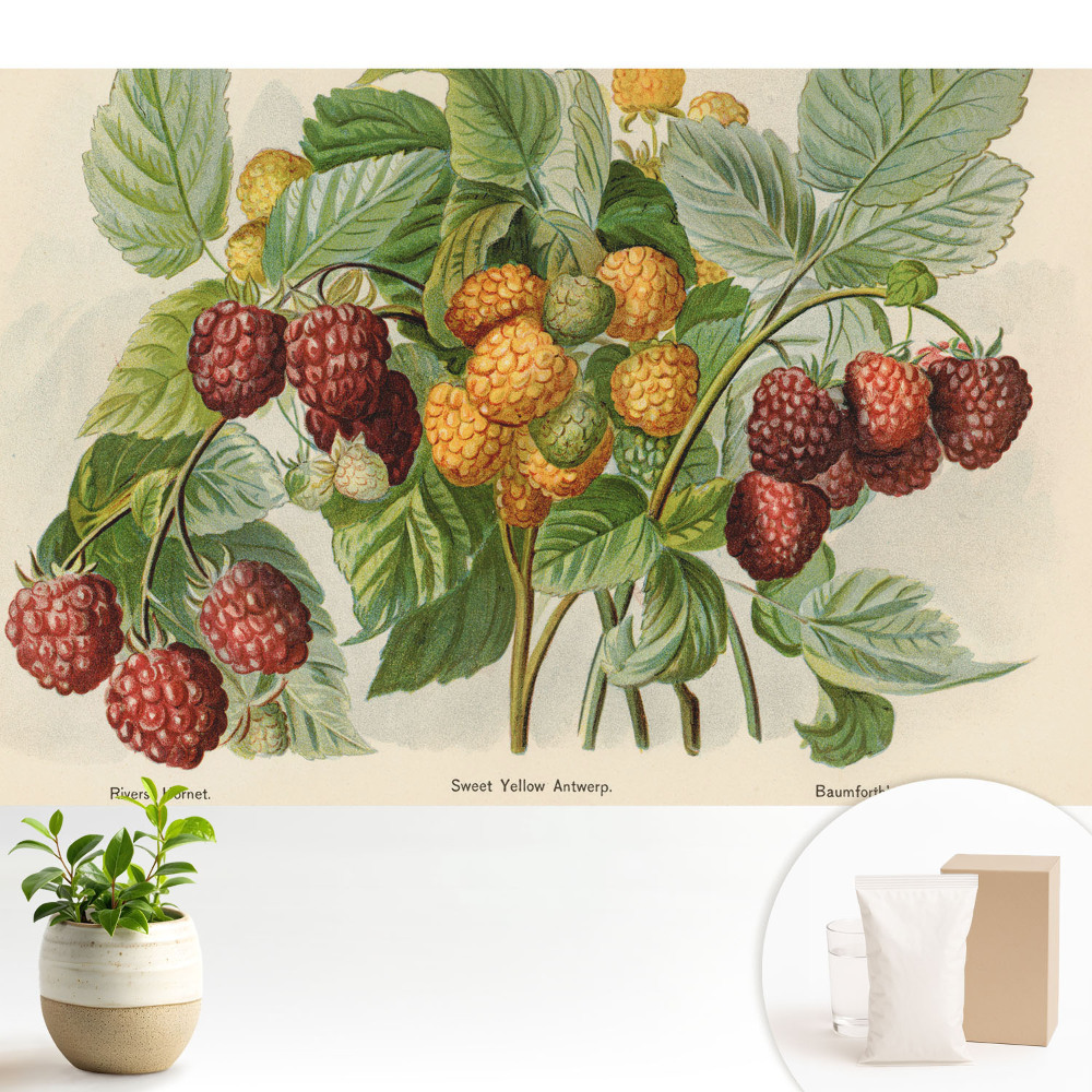 Tapeta na stenu Maliny v botanickej ilustrácii