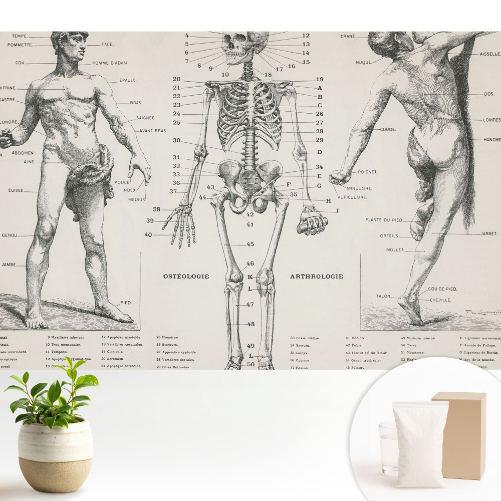 Tapeta Anatomické ilustrácie v retro štýle