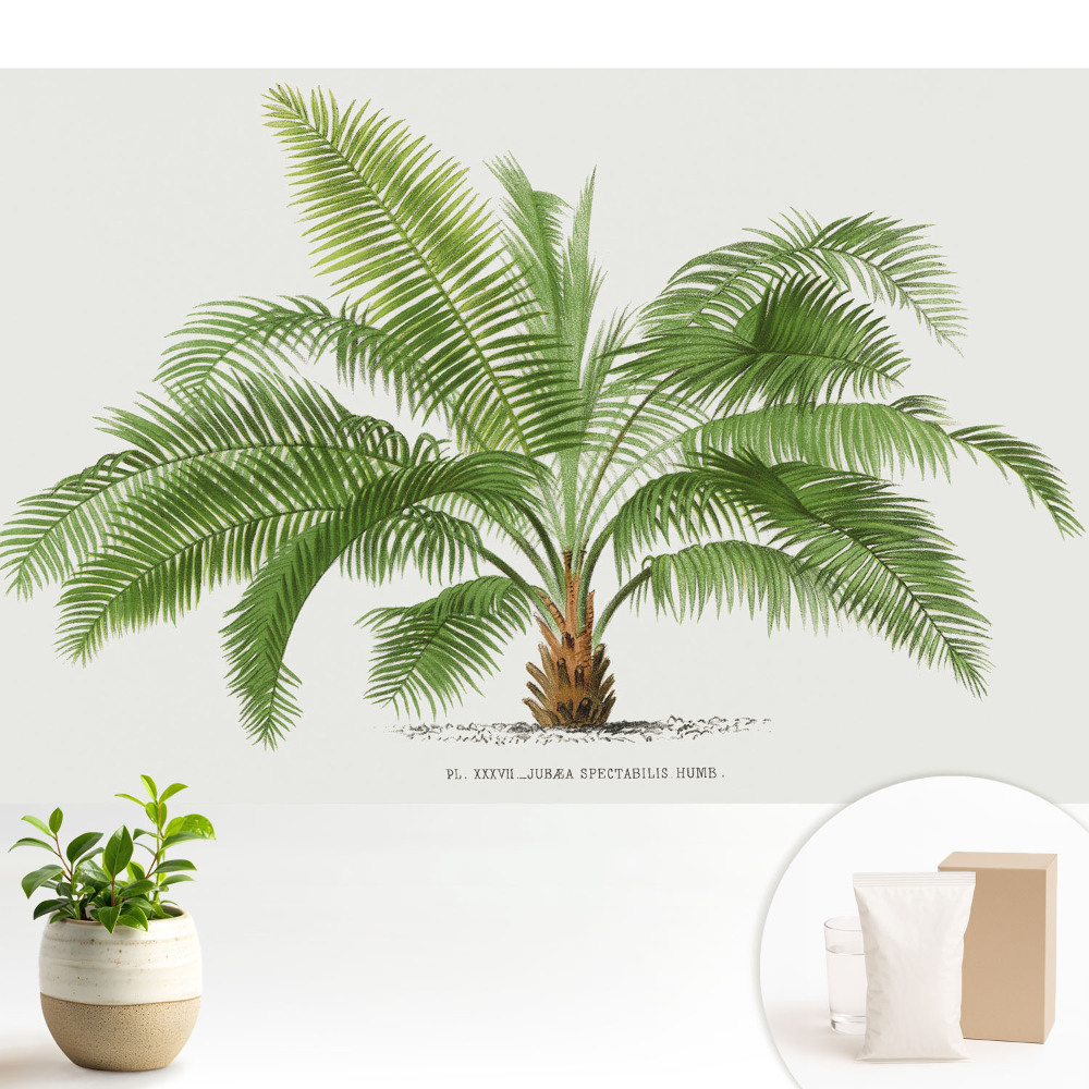 Tapeta Ilustrácia vrúcnej palmy