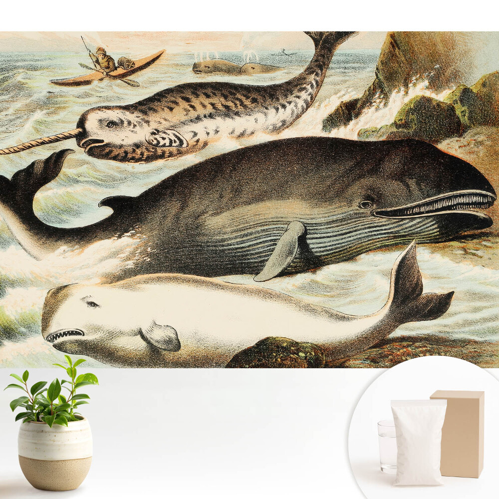Tapeta do obývačky Klasická ilustrácia veľrýb s narvalom