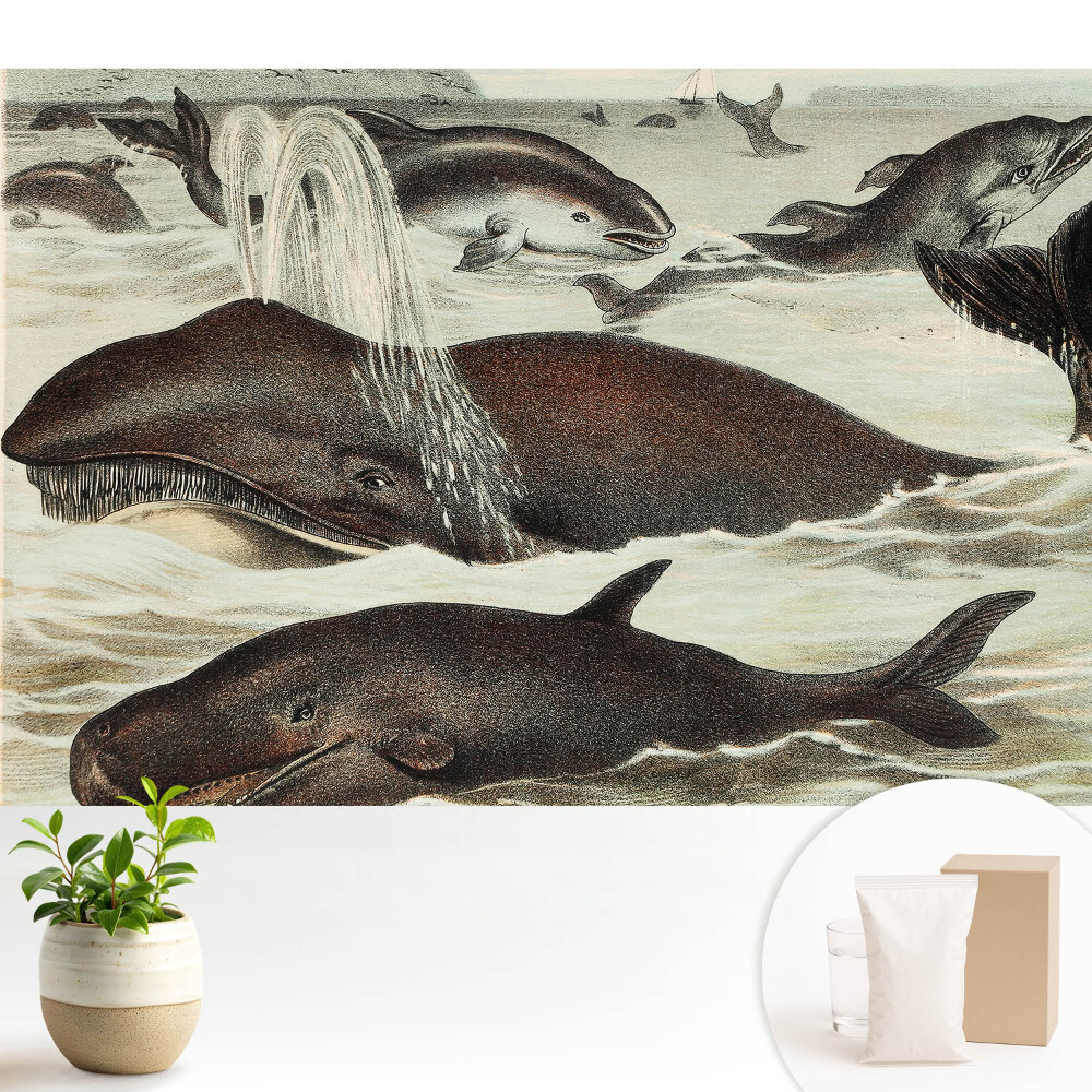 Tapeta na stenu Harmónia vodných živočíchov