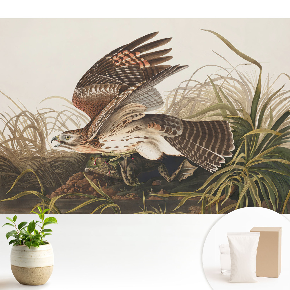 Tapeta na stenu Vták za letu medzi trávou