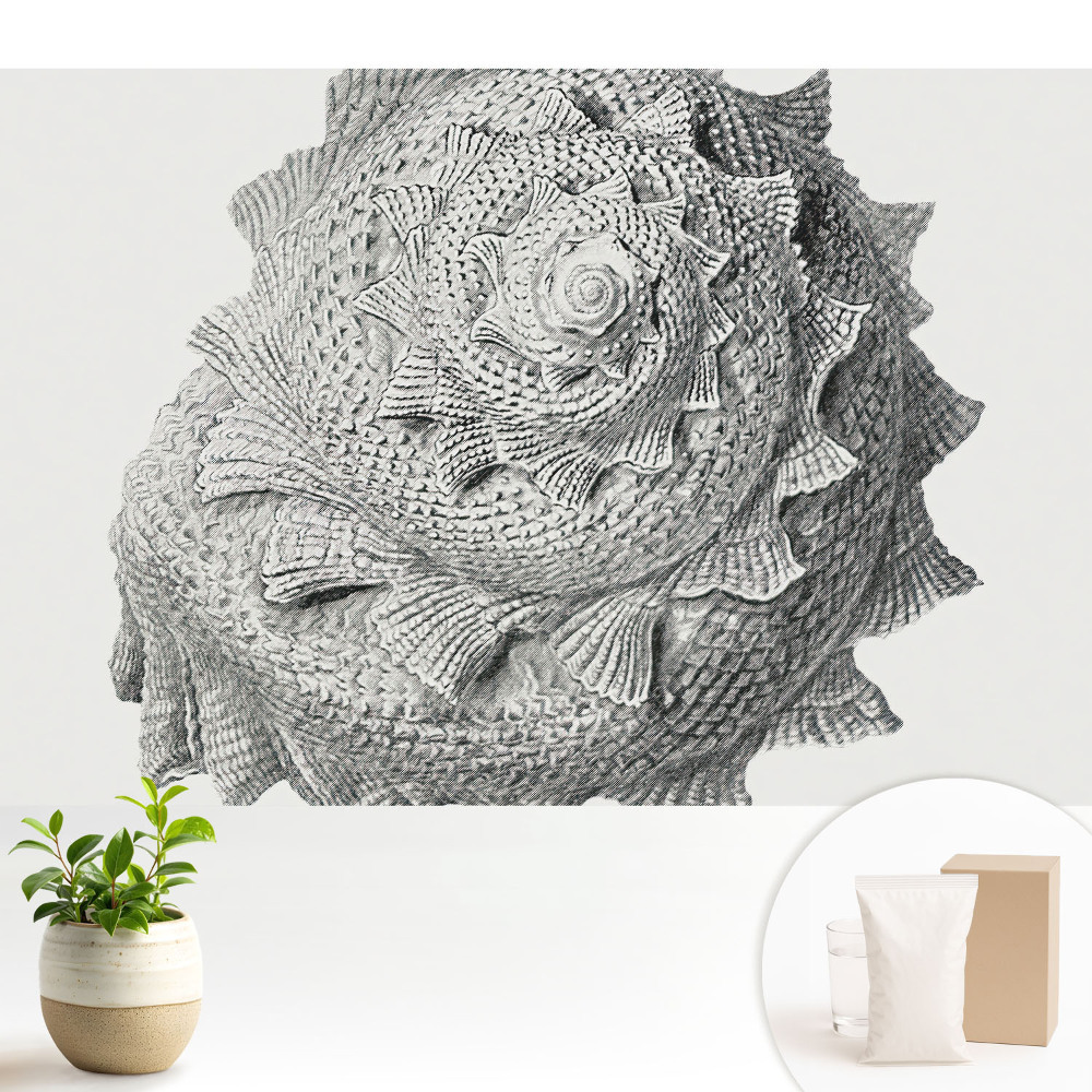 Tapeta na stenu Vizuálna harmónia špirálovej škrupiny