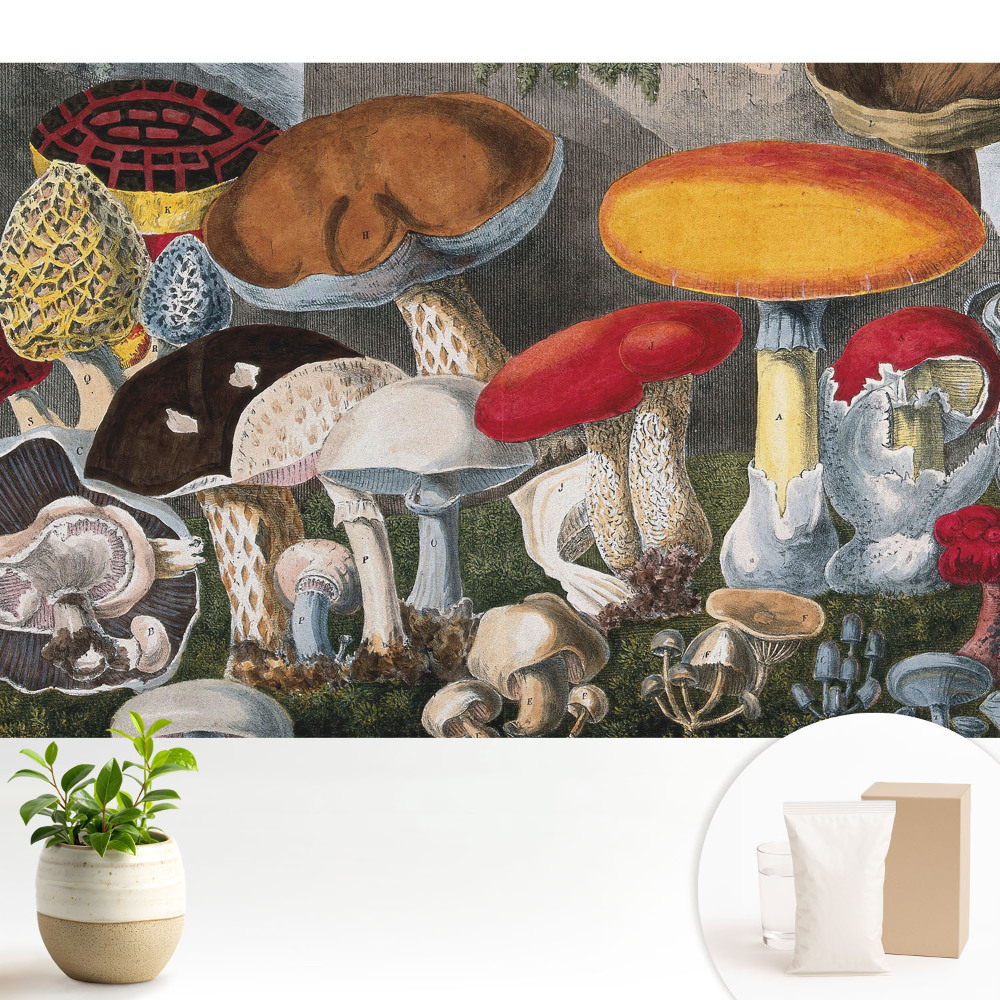 Tapeta do obývačky Botanický štýl odrody húb