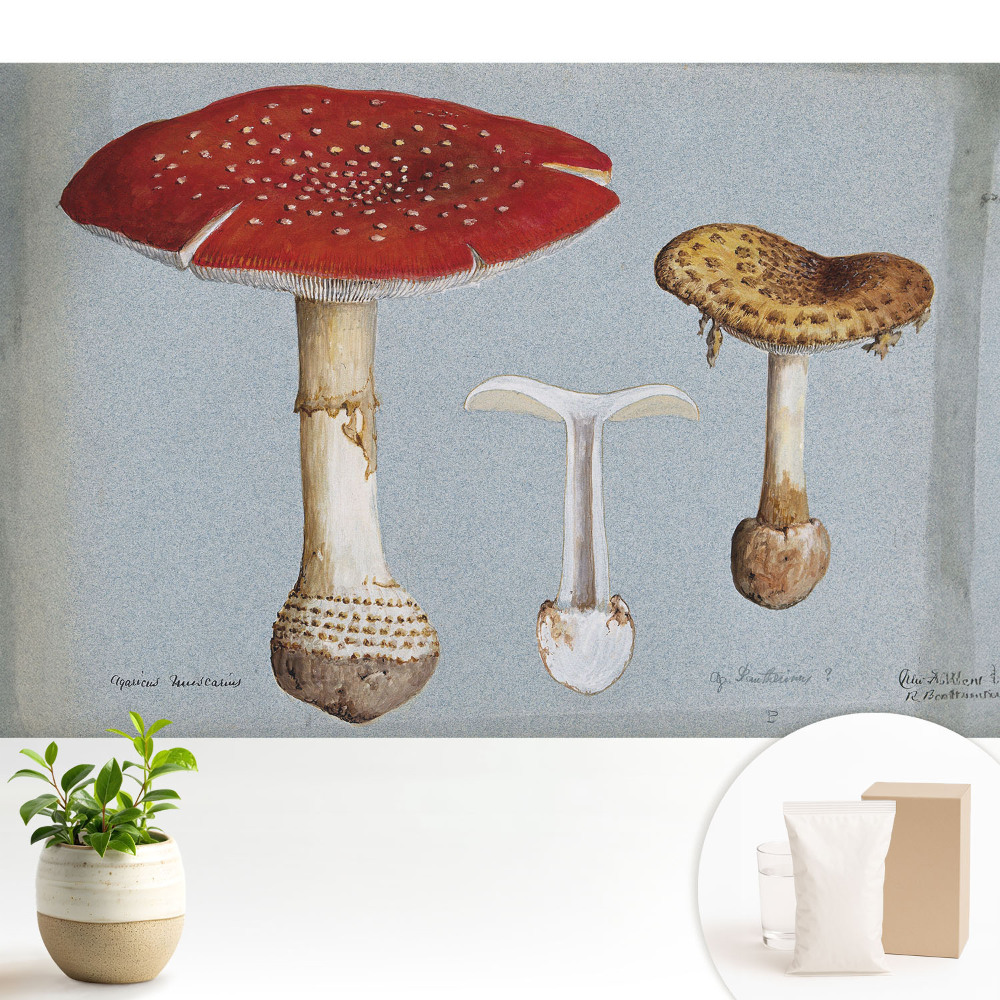 Tapeta Klasická ilustrácia húb