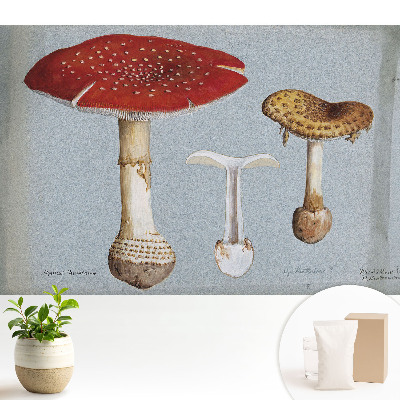 Tapeta Klasická ilustrácia húb
