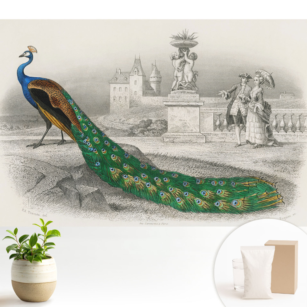 Tapeta Páv v záhrade s barokovými postavami