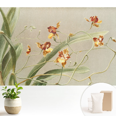 Tapeta s motívom krásnych orchideí na sivom pozadí