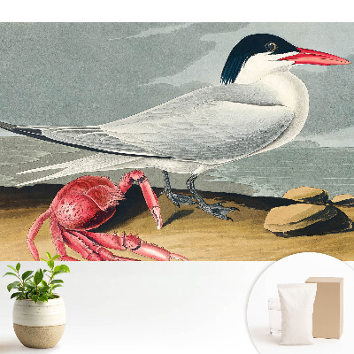 Tapeta na stenu Vták a krab, klasický duet prírody