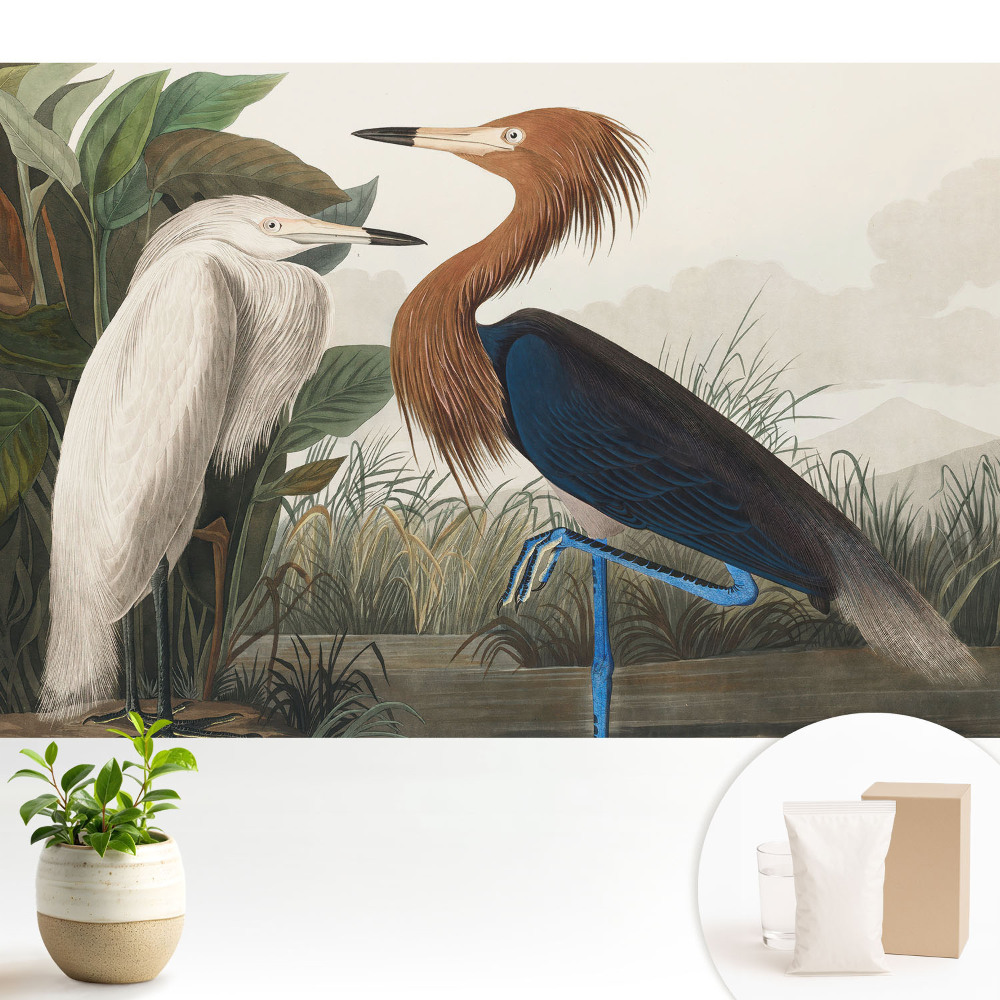 Tapeta Elegantné vtáky vo vegetácii