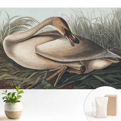 Tapeta na stenu Klasická labuť s rastlinami v pozadí