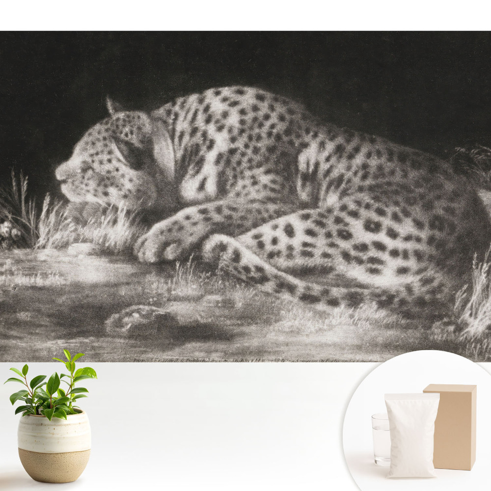 Luxusná tapeta Leopard odpočíva v tráve