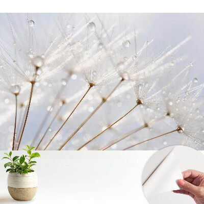 Tapeta Púpava s kvapkami rosy