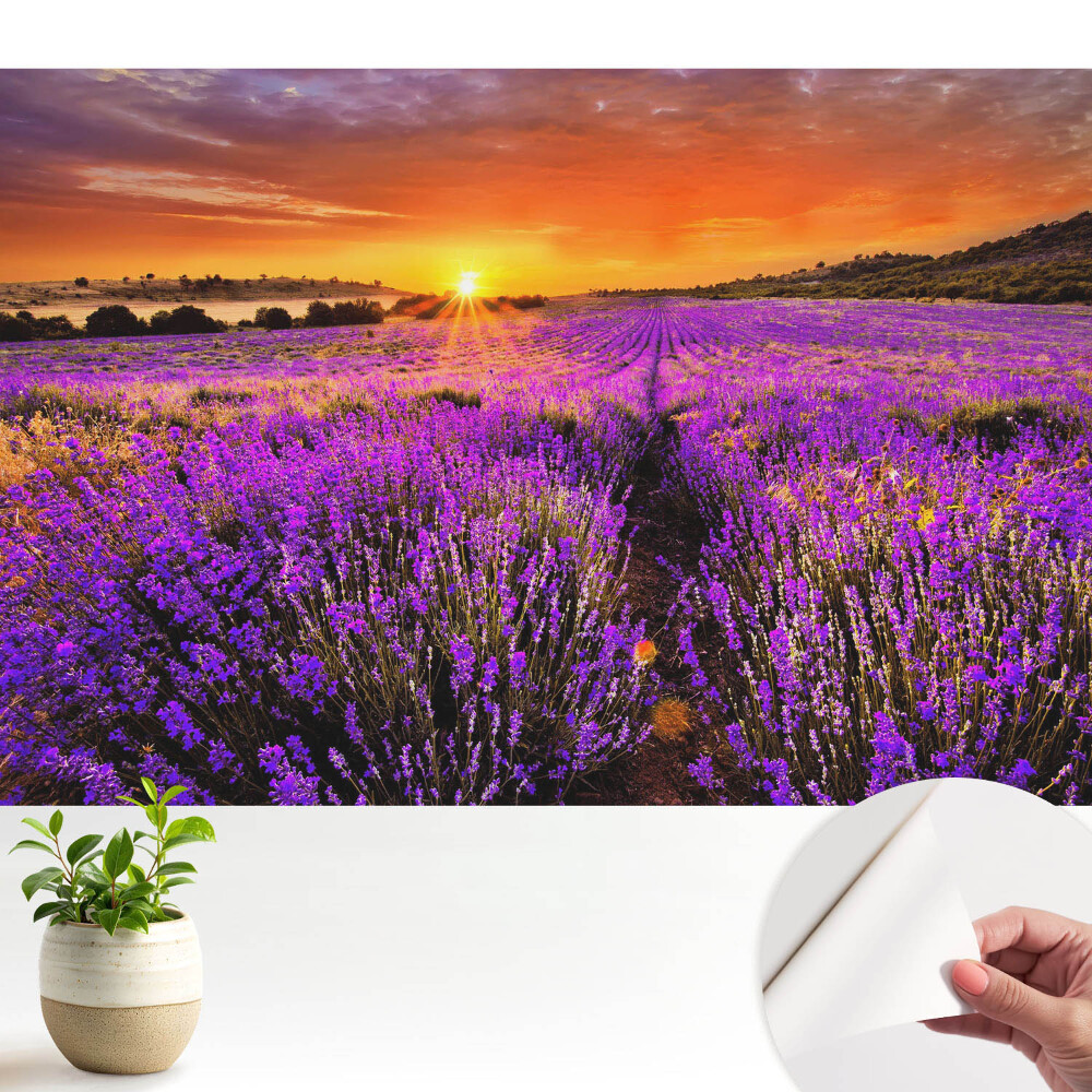 Tapety na stenu samolepiace Západ slnka na levanduľových poliach
