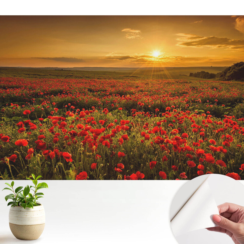 Tapeta Západ slnka v makovom poli