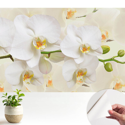 Tapety na stenu samolepiace s motívom bielych orchideí v modernom štýle, pre svieže a štýlové interiéry