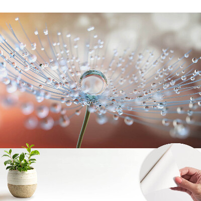 Tapeta Priehľadná kvapka na vláknach púpavy