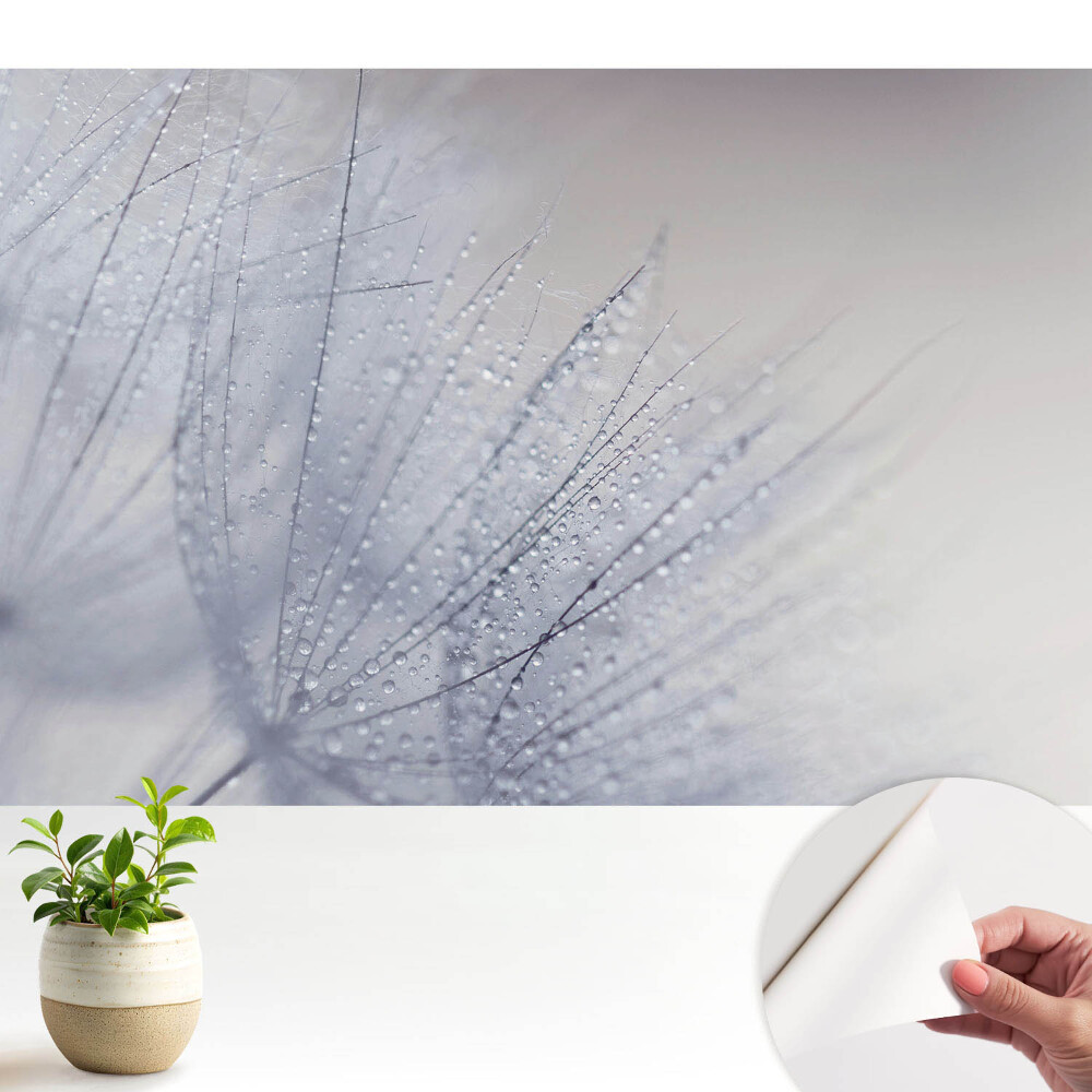 Tapeta do obývačky Makro kvapôčok na vláknach púpavy