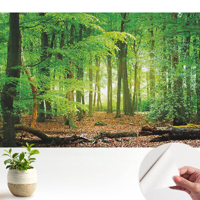 Tapeta Lesná krajina so slnečnými lúčmi