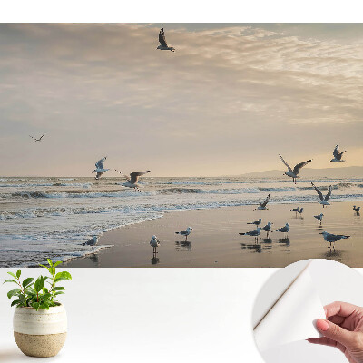 Tapeta na stenu samolepiaca s motívom čajok na pobreží pri západe slnka