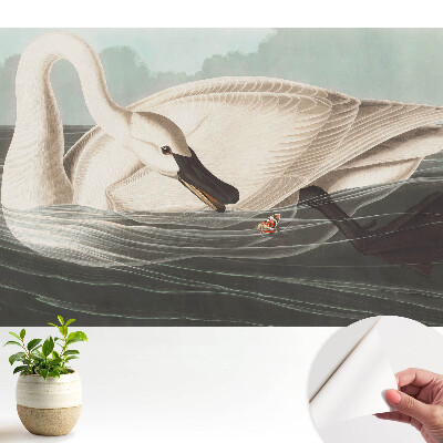 Tapeta s motívom labute na vodnej hladine