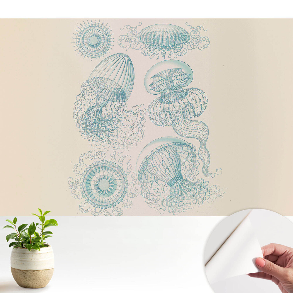 Tapeta Jemné kresby morských medúz